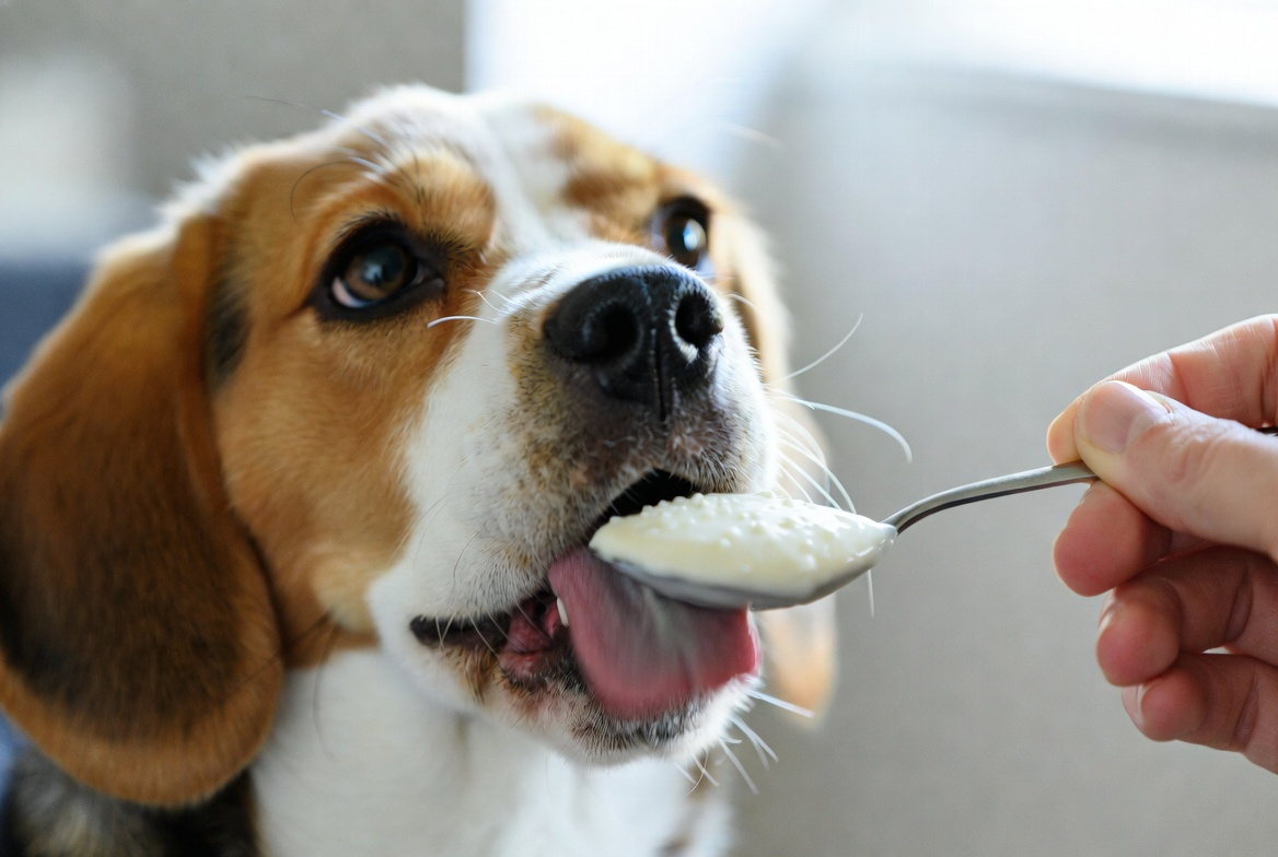 Plain Yogurt Probiotic Support in a Spoon