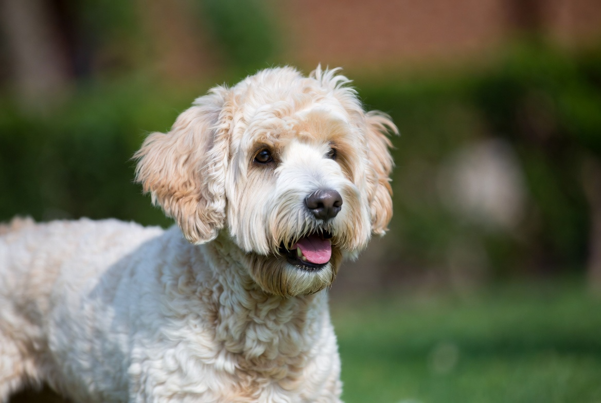 Terriers and Water Dogs That Minimize Shedding