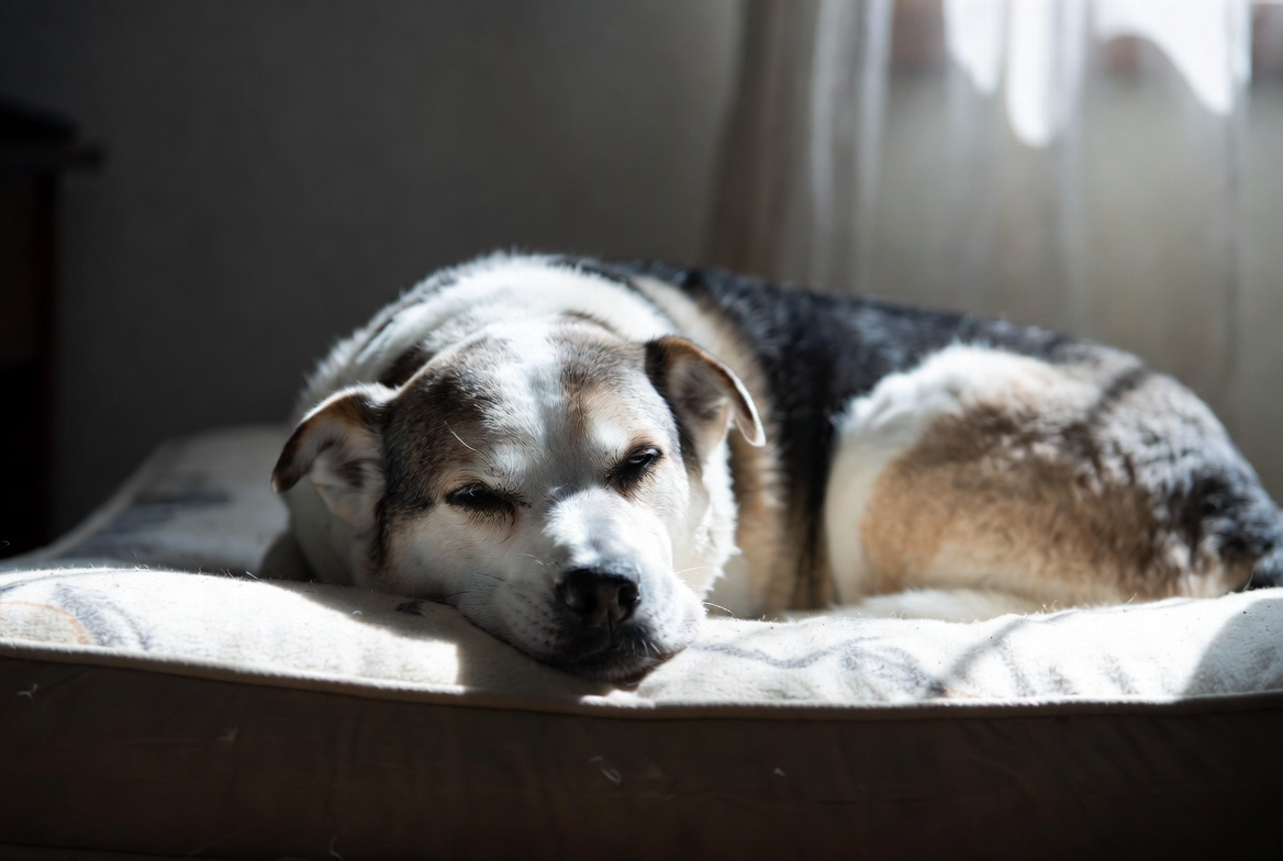 Unusual Tiredness or Drop in Energy